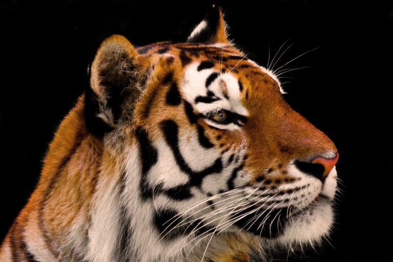 zoo