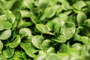 salata