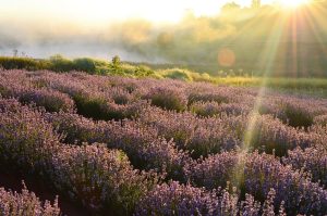 cum se curata lavanda