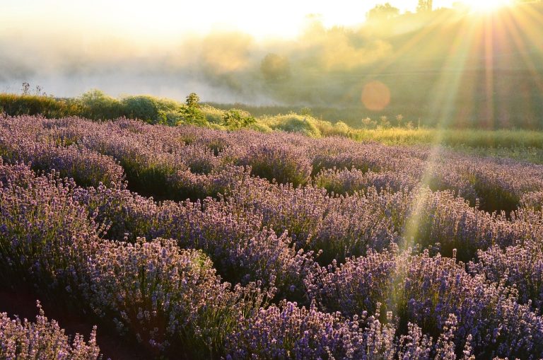 cum se curata lavanda